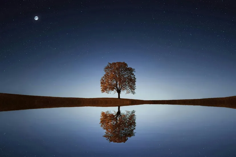 A single tree mirrored in still water at night