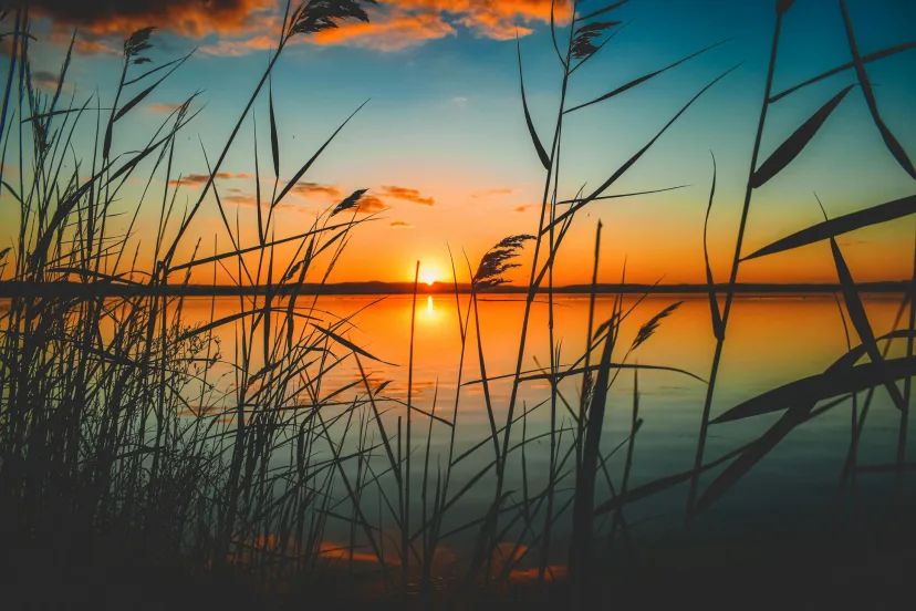 Sunset through coastal reeds