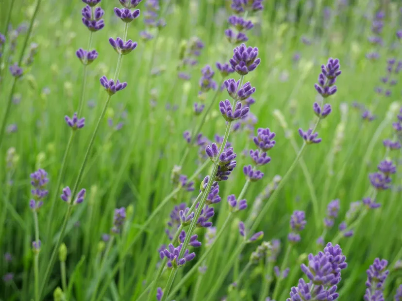 A field of lavender in flower